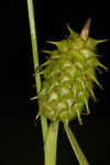 Sulphur sedge